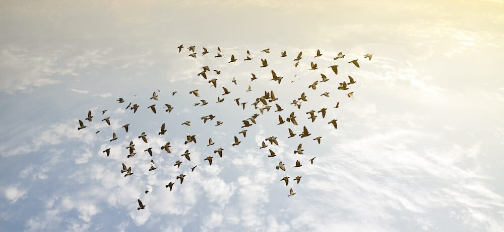 Expert-comptable Sainte-Geneviève des Bois